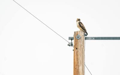 Private Pole Installation and the Importance of Choosing a Level 2 Licensed Electrician